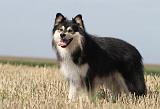 CHIEN FINNOIS DE LAPONIE 632